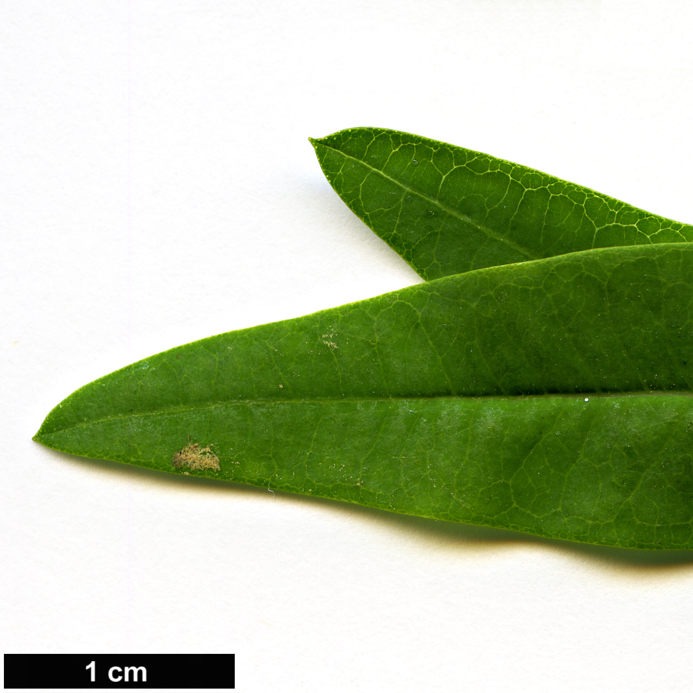 High resolution image: Family: Hypericaceae - Genus: Hypericum - Taxon: canariense